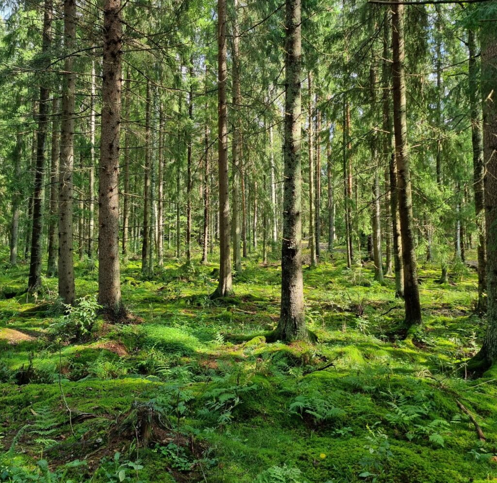 Kuva metsästä.